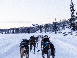 seminaire ski alpes chiens de traineaux 